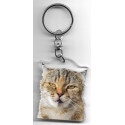 SCOTTISH FOLD CAT Key Fobs