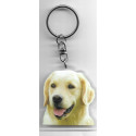 GOLDEN RETRIEVER DOG / Key Fobs